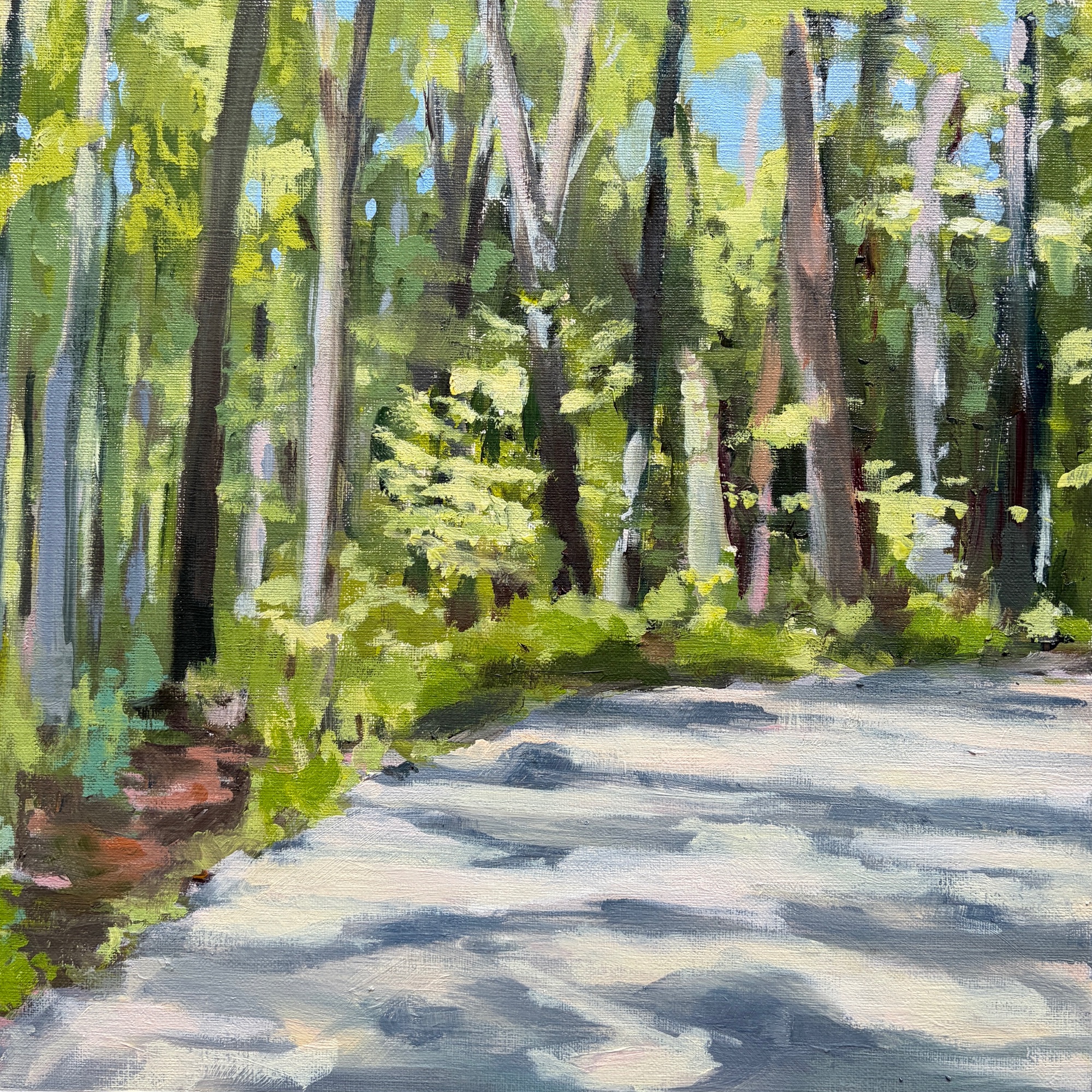 Dappled sunlight falls across a pale forest lane curving through tall trees and dense fresh-green undergrowth.