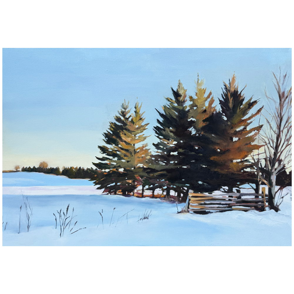 Oil on canvas winter landscape of a row of evergreen trees catching golden afternoon light beside a split-rail fence in a snow-covered Ontario field, by Canadian landscape artist Joanna Aplin.